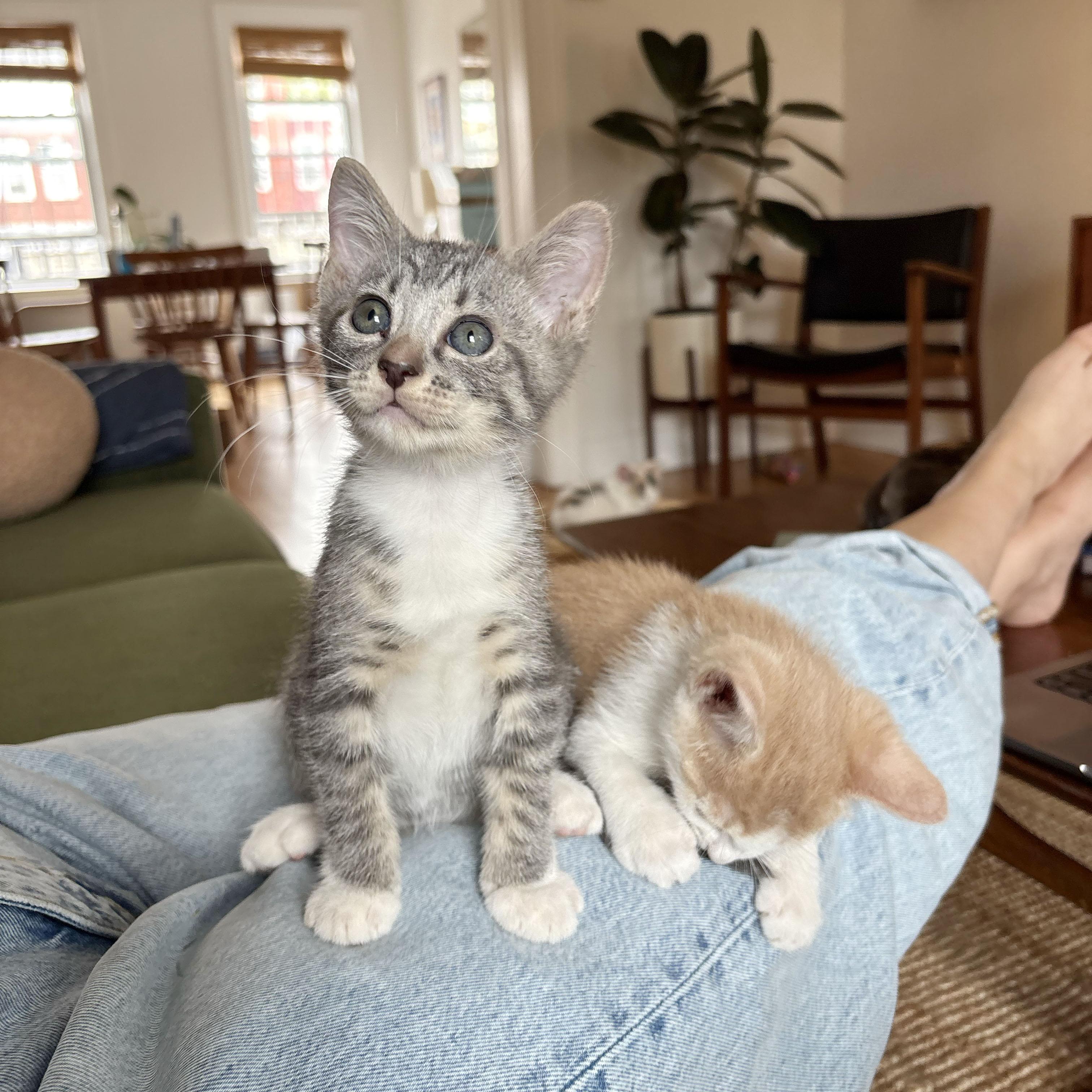 Enlarge Tulip, an adopted Domestic Short Hair in BROOKLYN, NY image 2/6