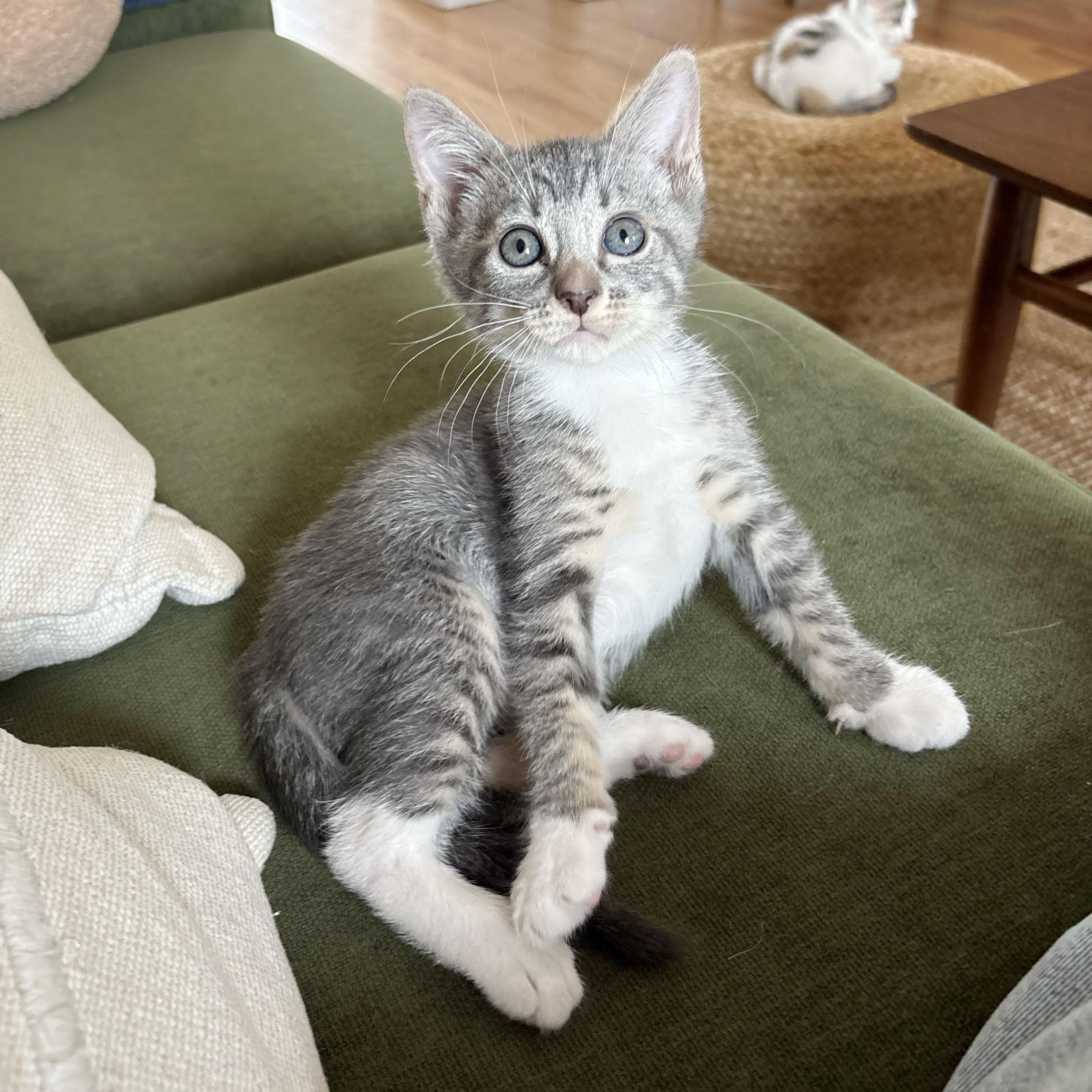 Enlarge Tulip, an adopted Domestic Short Hair in BROOKLYN, NY image 3/6