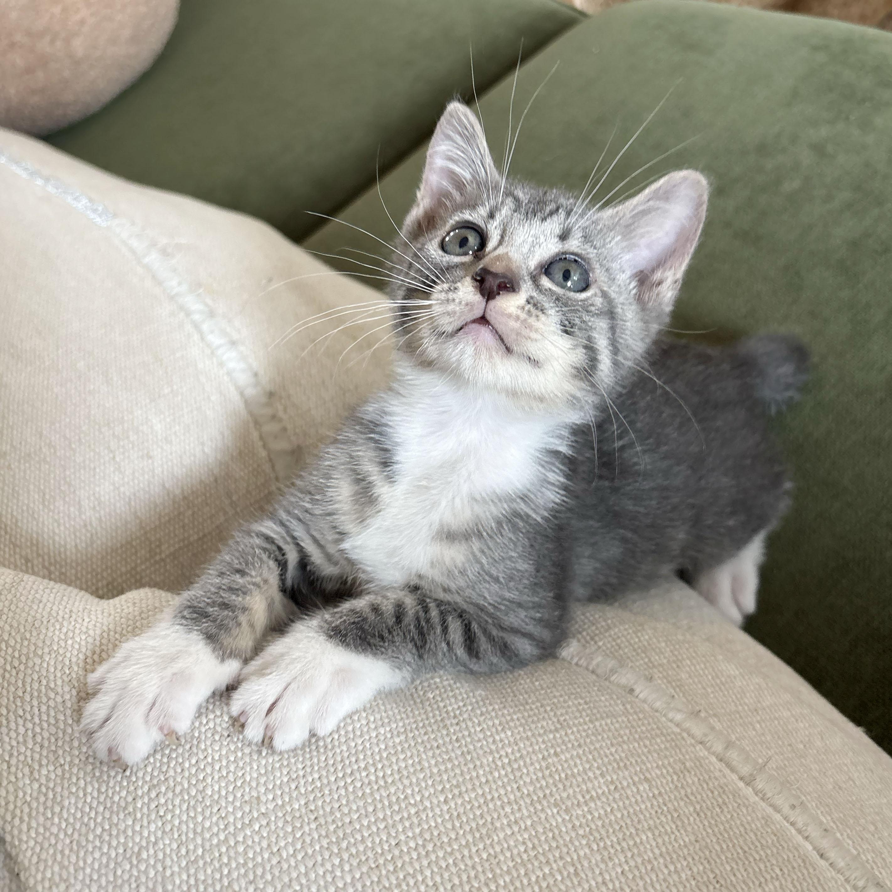 Enlarge Tulip, an adopted Domestic Short Hair in BROOKLYN, NY image 5/6