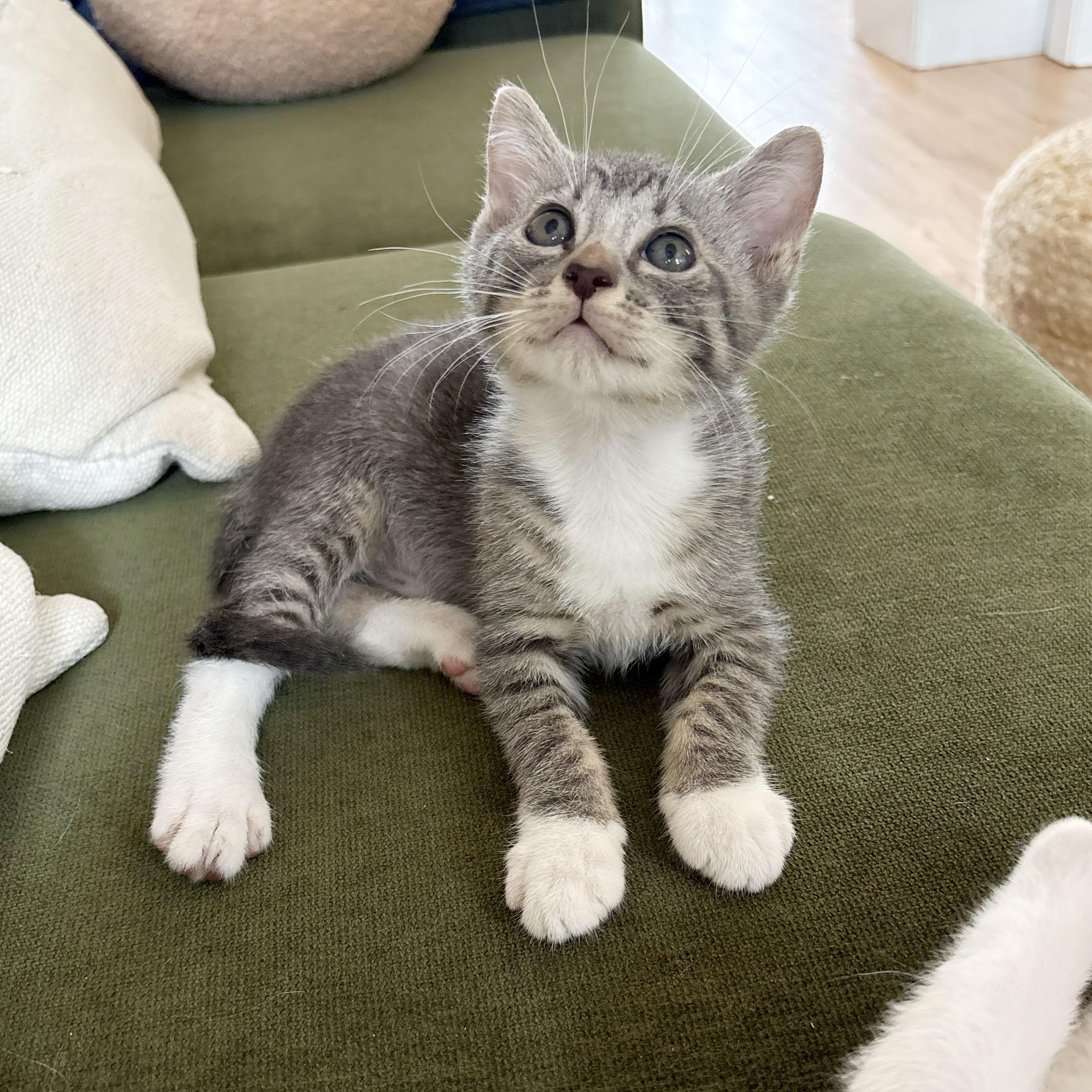 Enlarge Tulip, an adopted Domestic Short Hair in BROOKLYN, NY image 1/6
