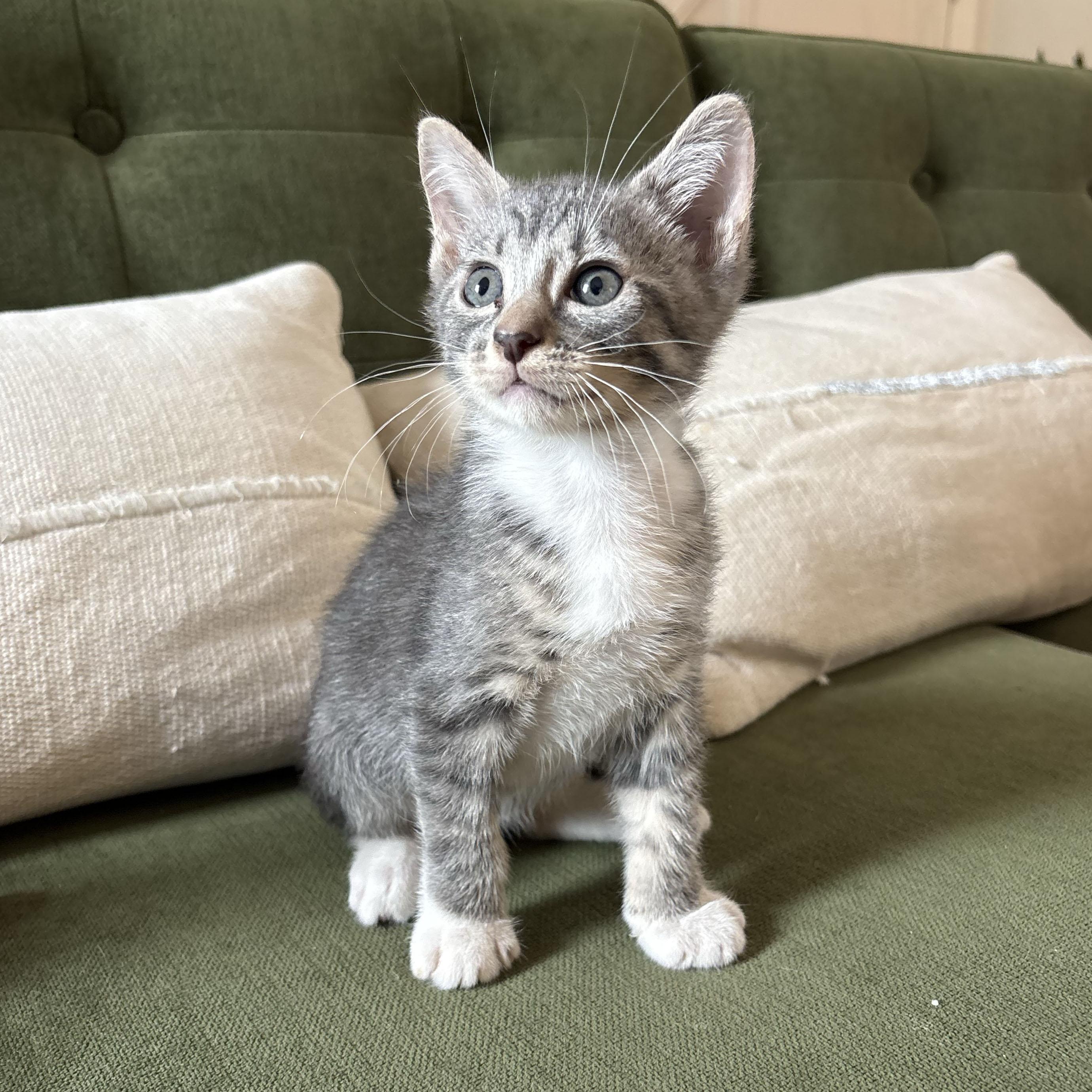 Enlarge Tulip, an adopted Domestic Short Hair in BROOKLYN, NY image 4/6
