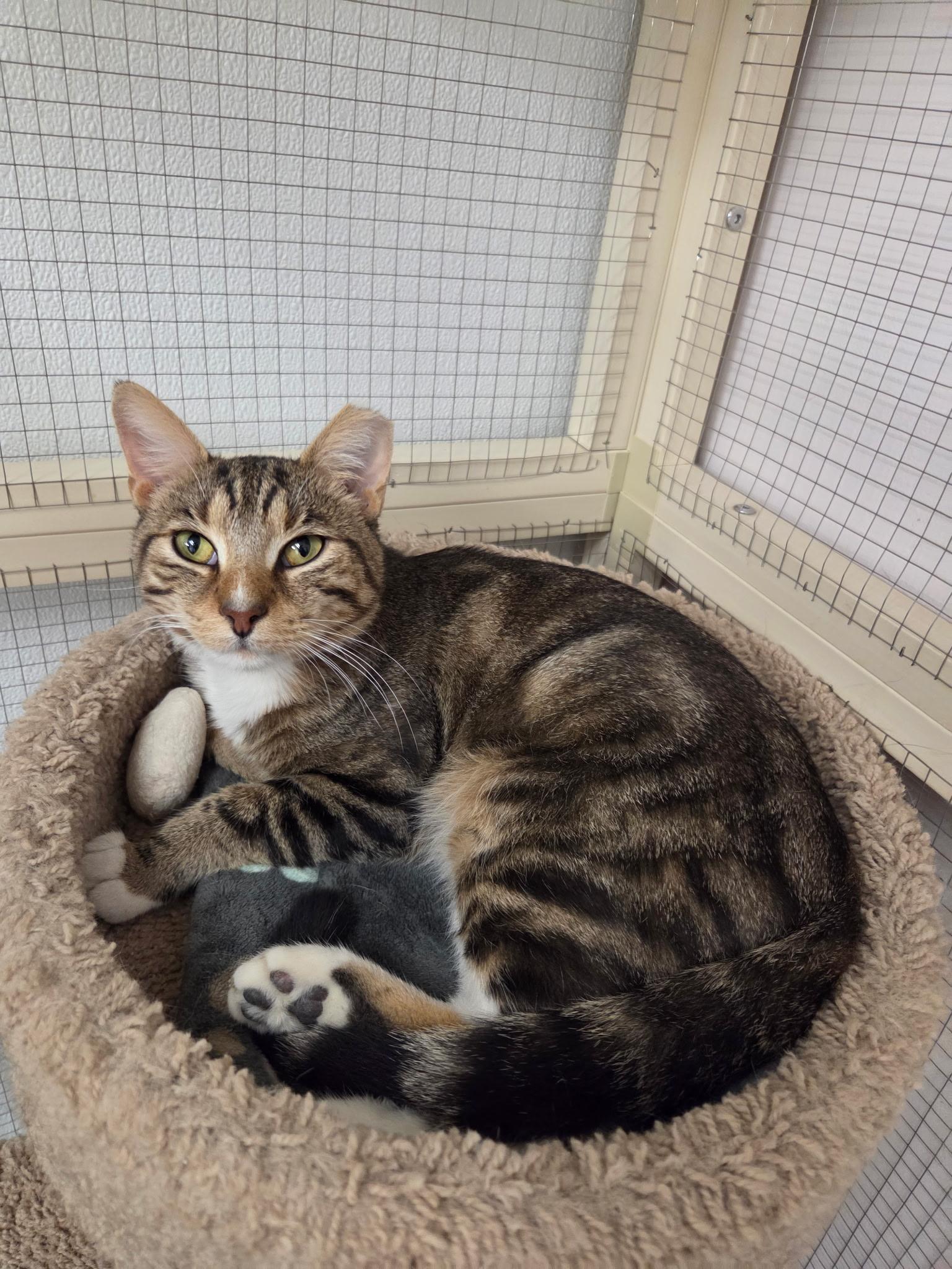 Enlarge James, a Adopted Domestic Short Hair in Grosse Ile, MI image 1/1
