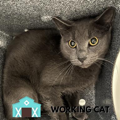 Double Cheeseburger, a Adoptable Domestic Short Hair in Sarasota, FL image 2/2