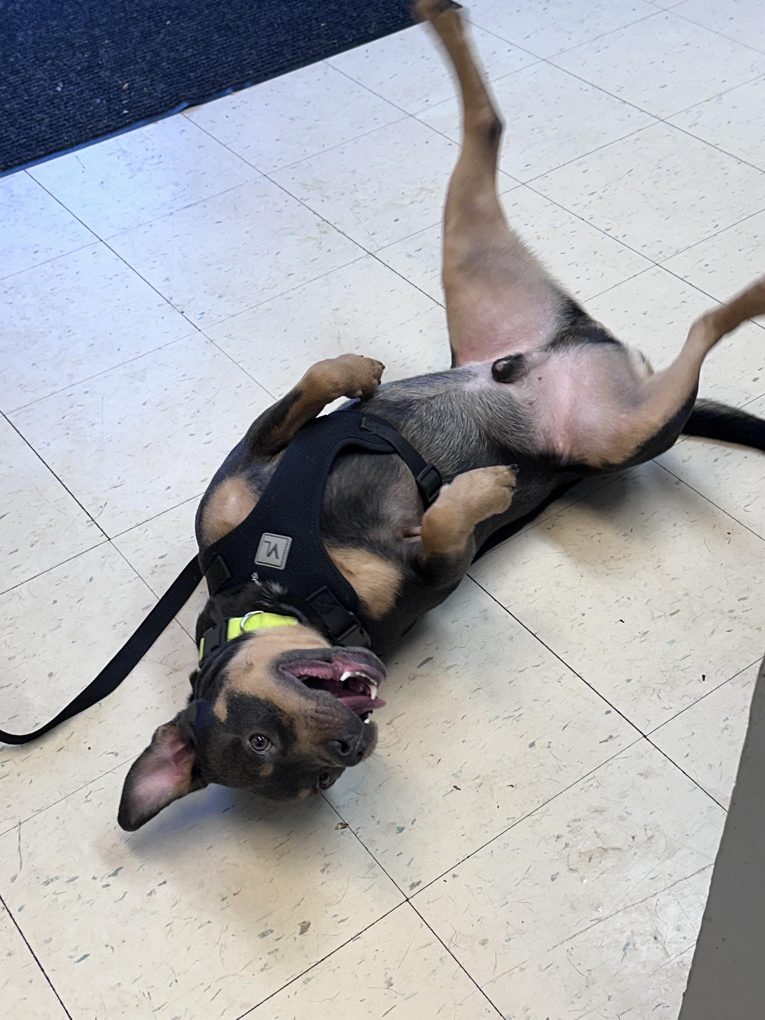 Enlarge Dexter B, a Adoptable mixed breed in Dyersburg, TN image 3/6