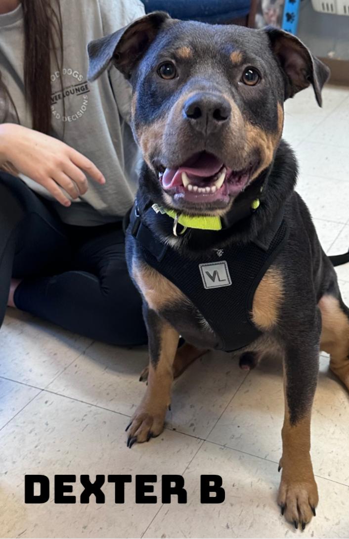 Enlarge Dexter B, a Adoptable mixed breed in Dyersburg, TN image 1/6