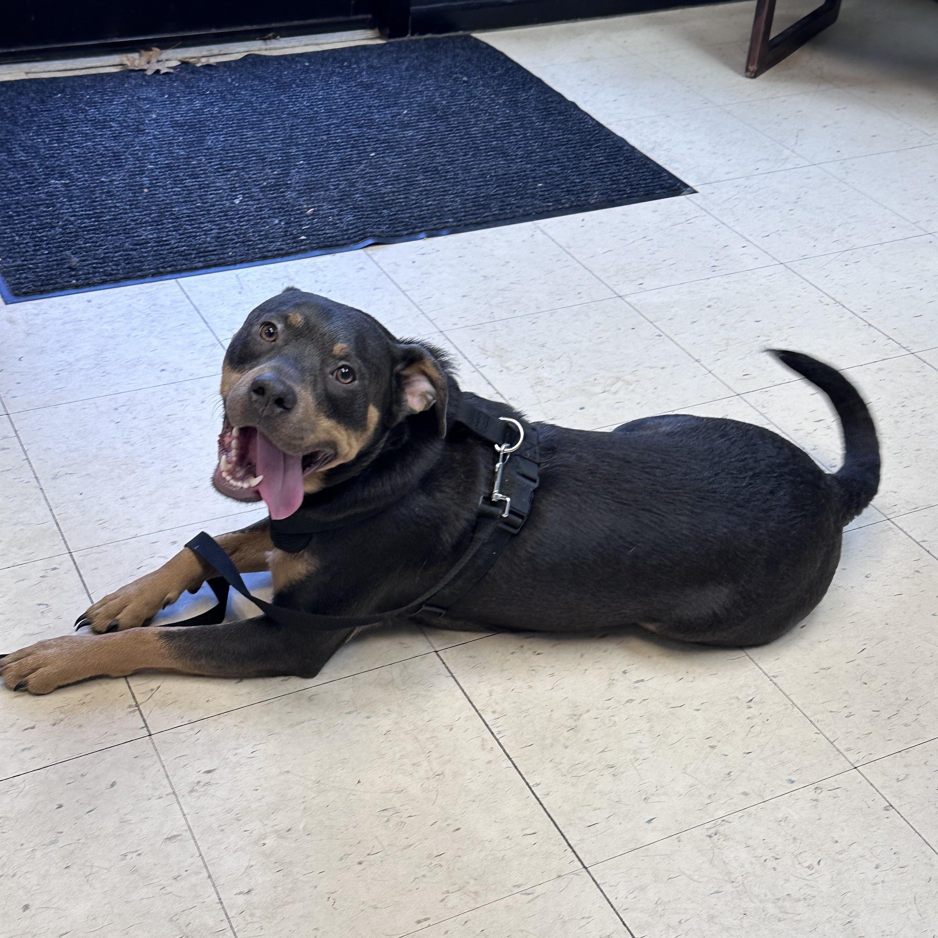 Enlarge Dexter B, a Adoptable mixed breed in Dyersburg, TN image 2/6