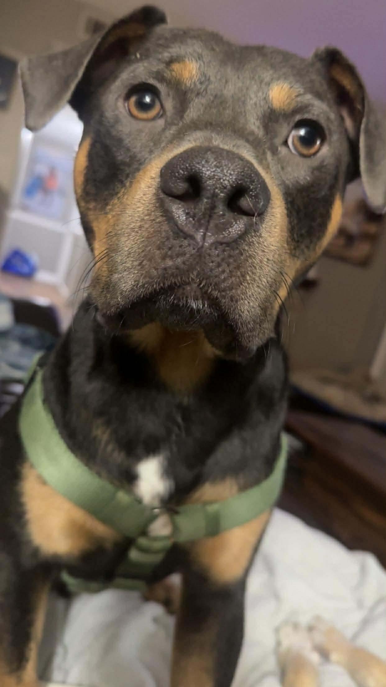 Enlarge Dexter B, a Adoptable mixed breed in Dyersburg, TN image 5/6