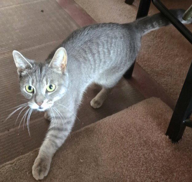 No name, Adoptable, Adult Female Domestic Short Hair.