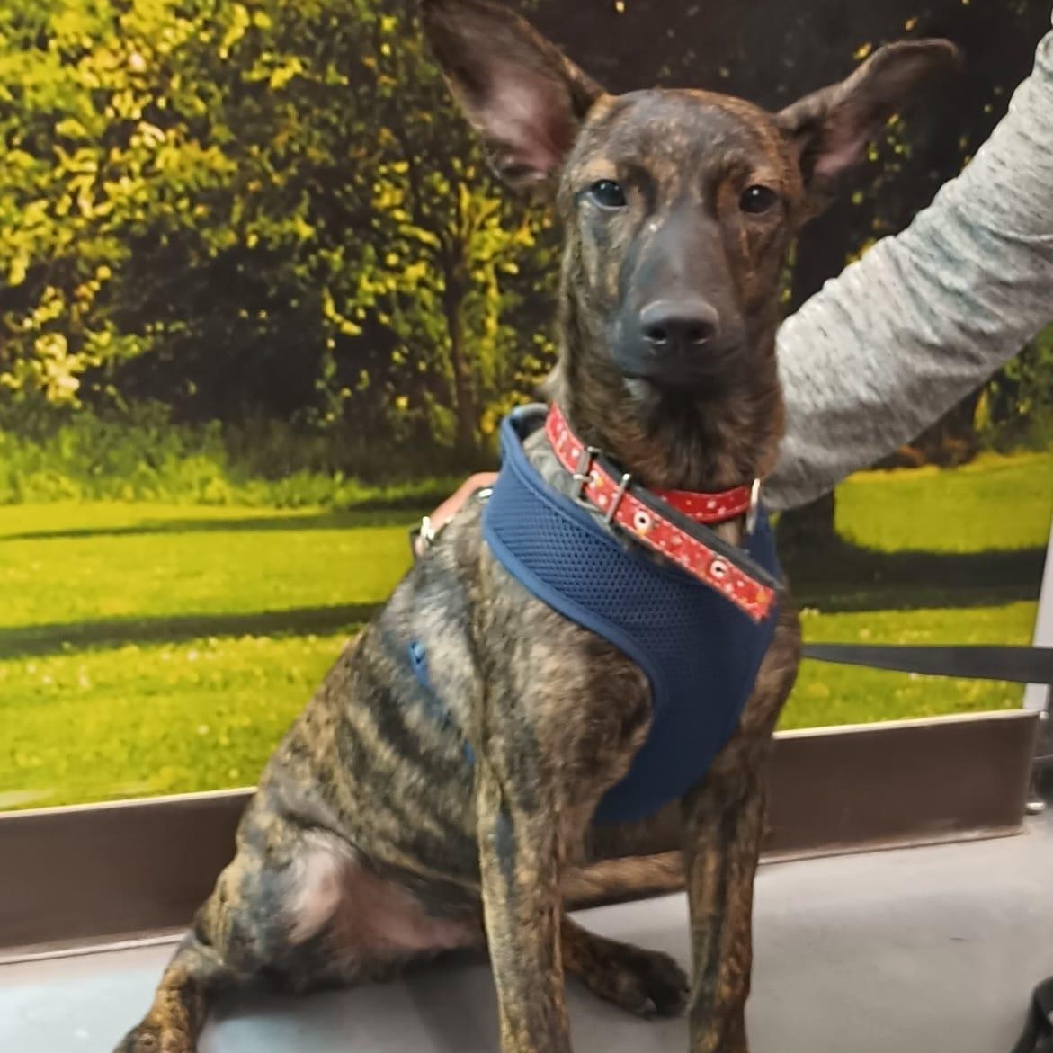 Joie, Adoptable, Puppy Male Feist.