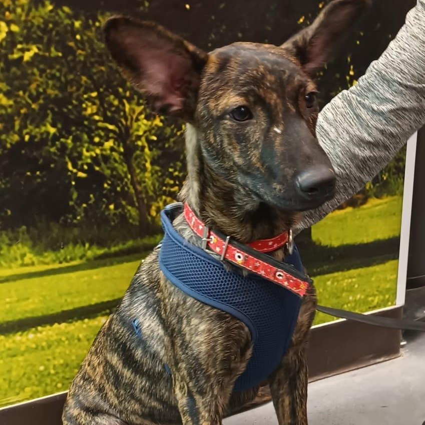 Enlarge Joie, a Adoptable mixed breed in San Diego, CA image 3/6