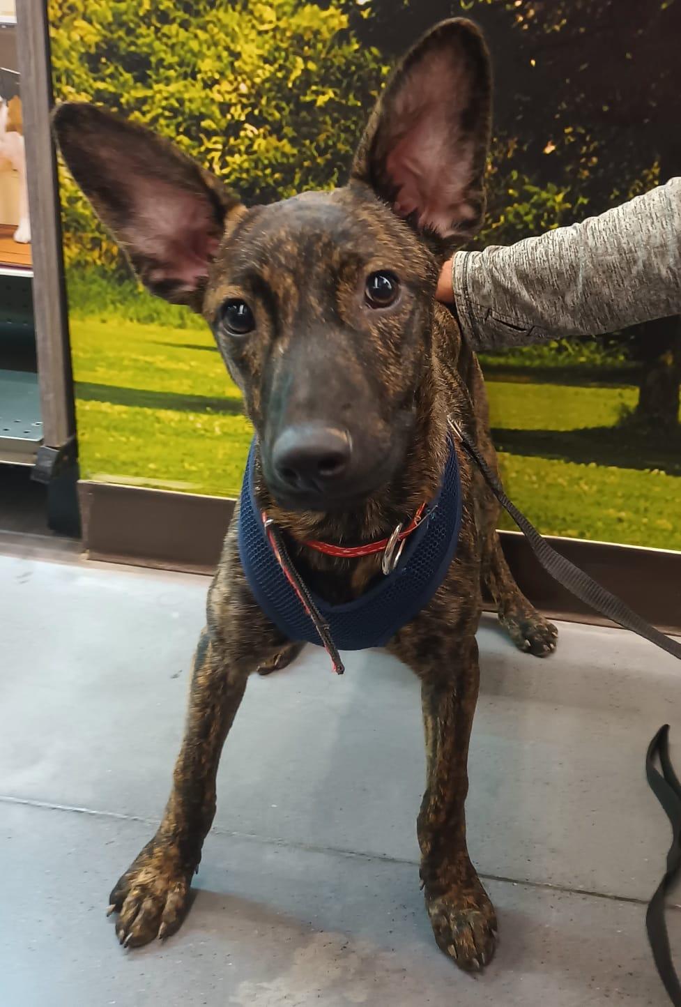 Enlarge Joie, a Adoptable mixed breed in San Diego, CA image 4/6