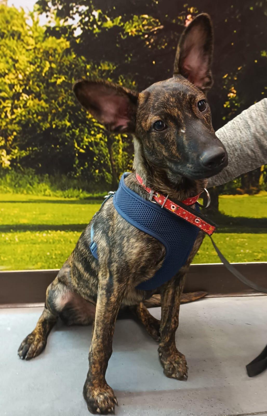 Enlarge Joie, a Adoptable mixed breed in San Diego, CA image 5/6