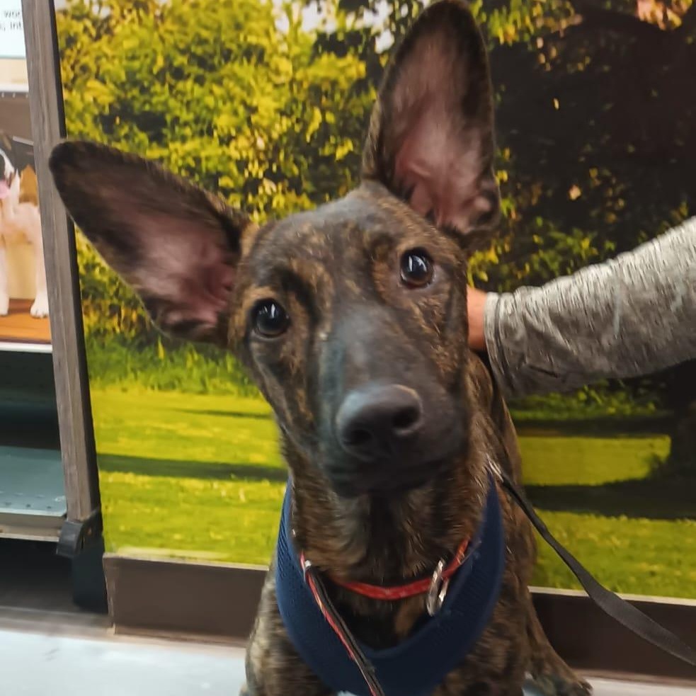 Enlarge Joie, a Adoptable mixed breed in San Diego, CA image 2/6