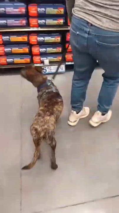 Enlarge Joie, a Adoptable mixed breed in San Diego, CA video 6/6