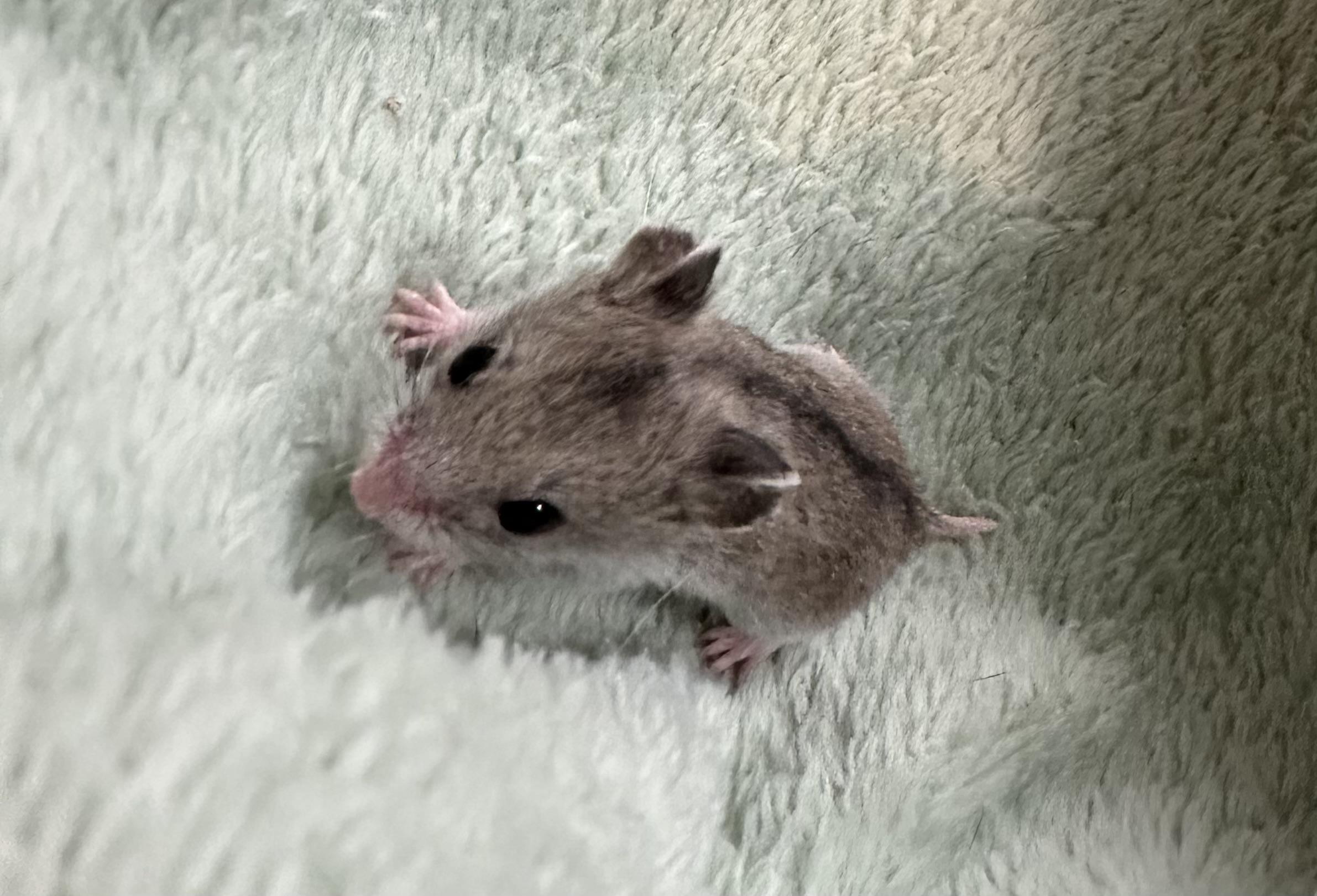 Enlarge Midge, a Adoptable mixed breed in Andover, CT image 2/6