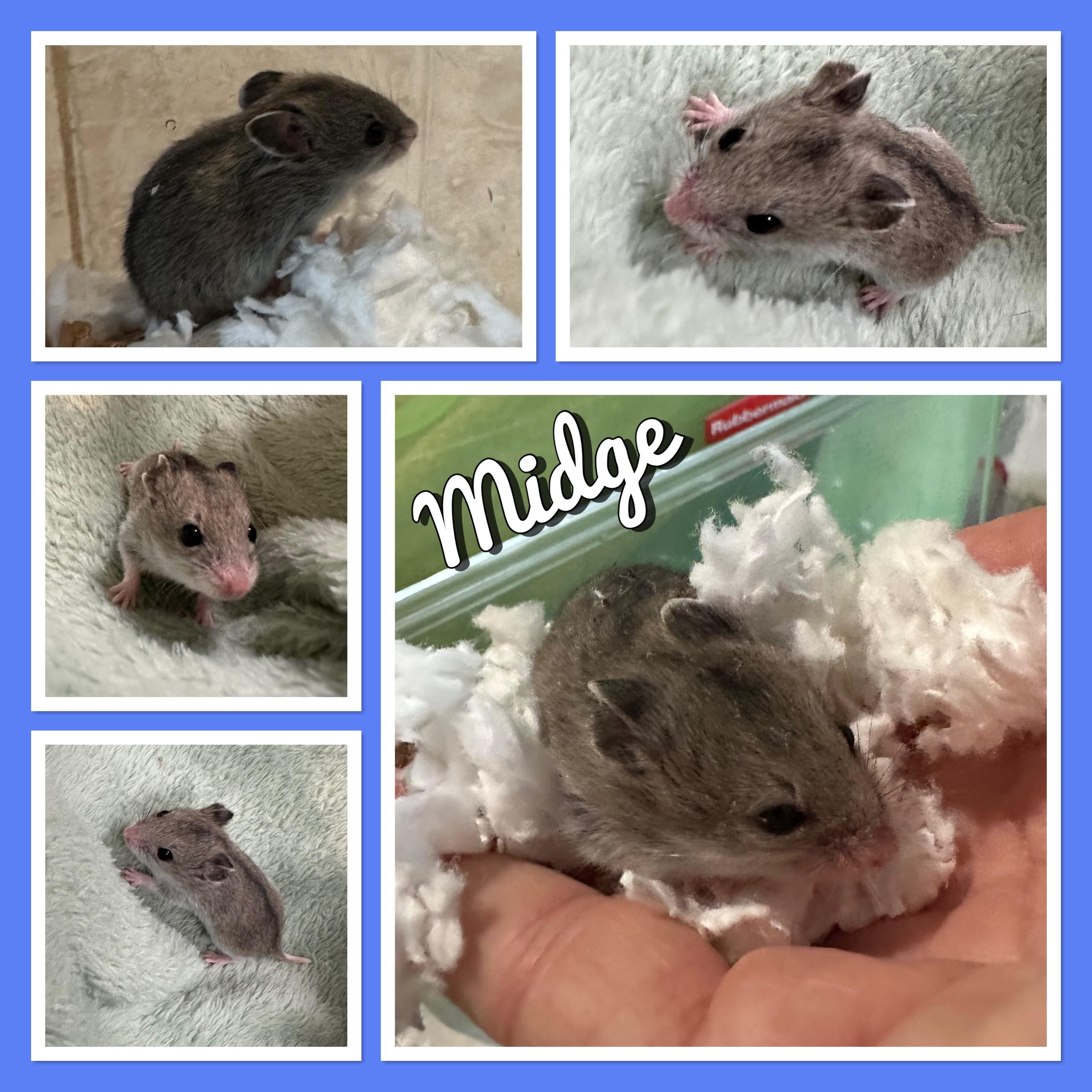 Enlarge Midge, a Adoptable mixed breed in Andover, CT image 6/6