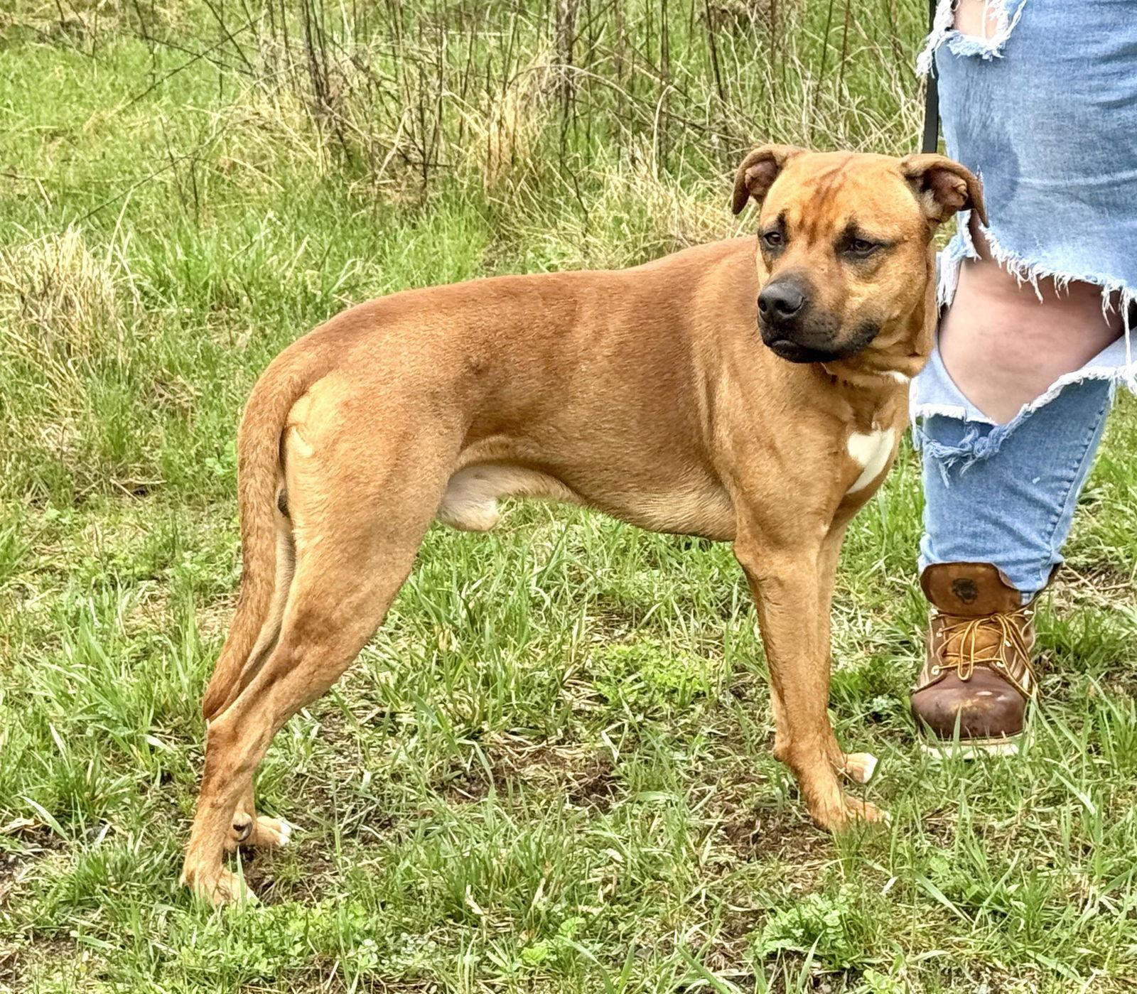 Kenai (Courtesy Post), Adopted, Young Male American Staffordshire Terrier.