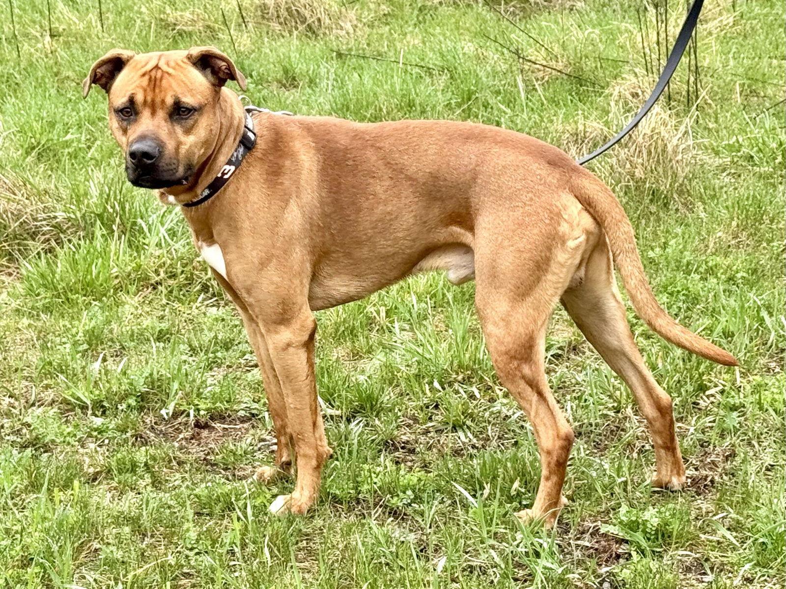 Enlarge Kenai (Courtesy Post), a Adopted American Staffordshire Terrier in Pittsburgh, PA image 2/3