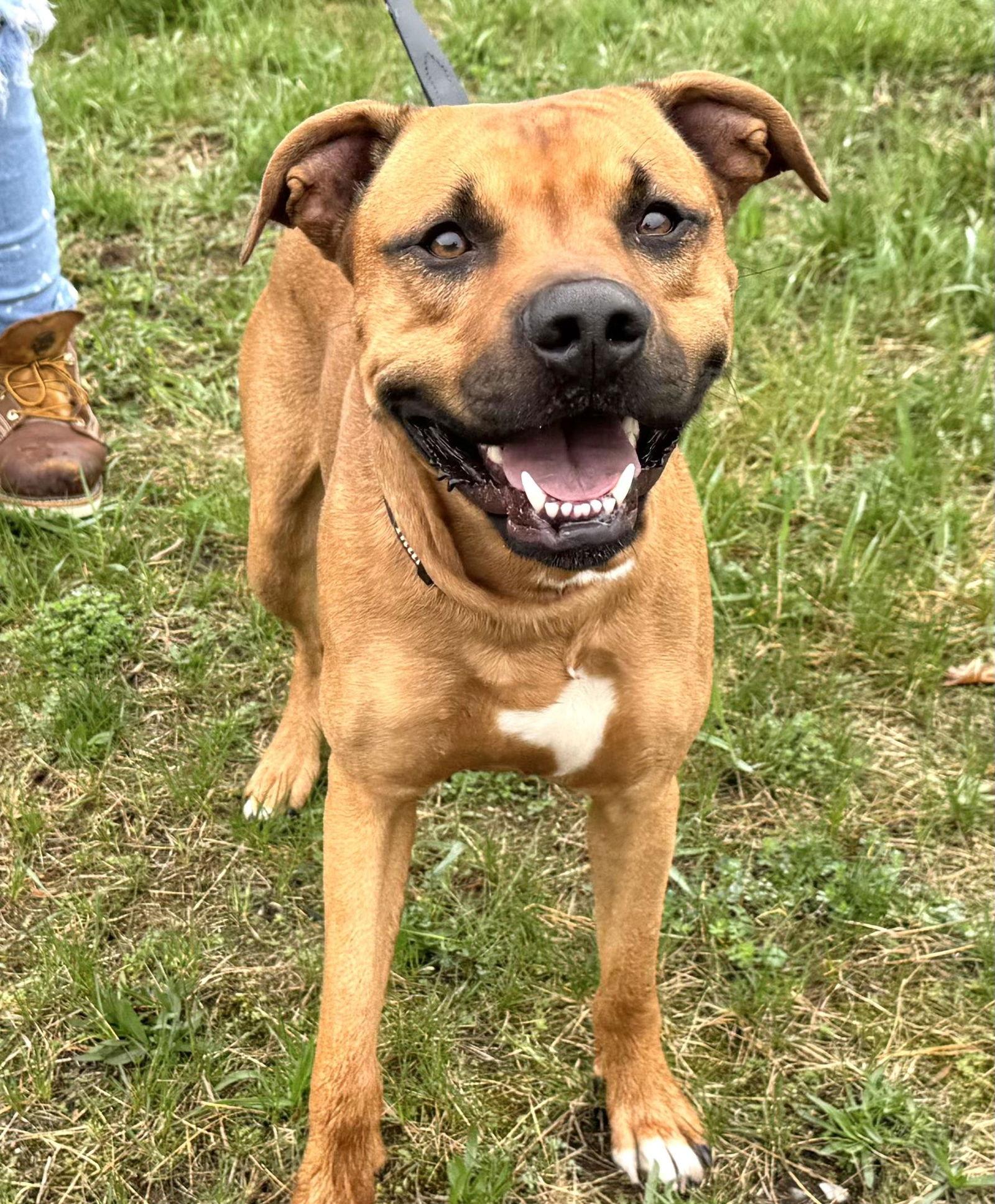 Enlarge Kenai (Courtesy Post), a Adopted American Staffordshire Terrier in Pittsburgh, PA image 3/3