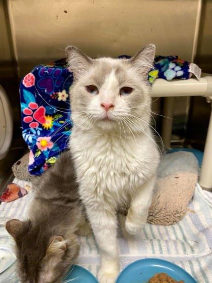 Enlarge Spam, a Adoptable mixed breed in Munster, IN image 1/1