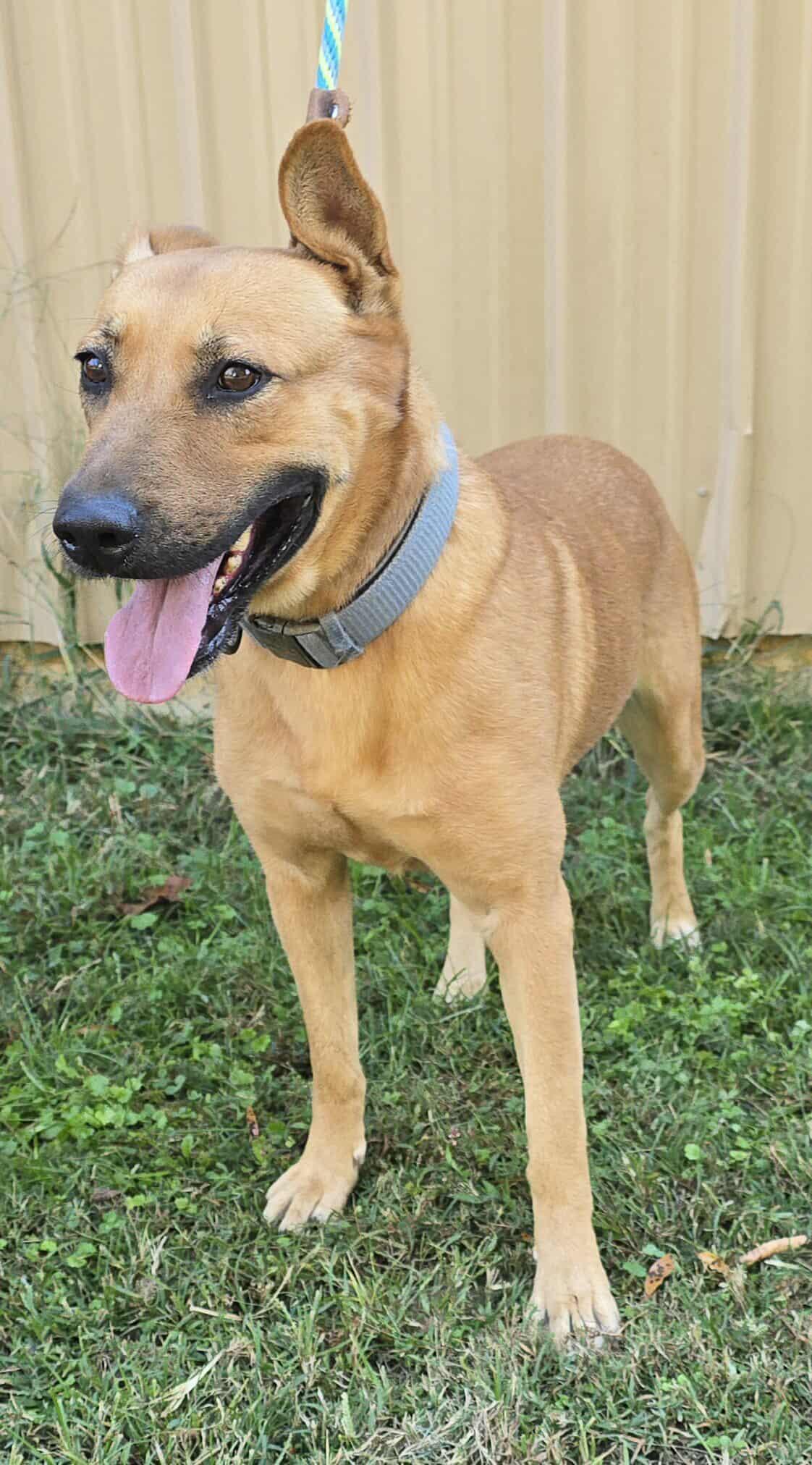 Tundra, Adoptable, Adult Female Shepherd.