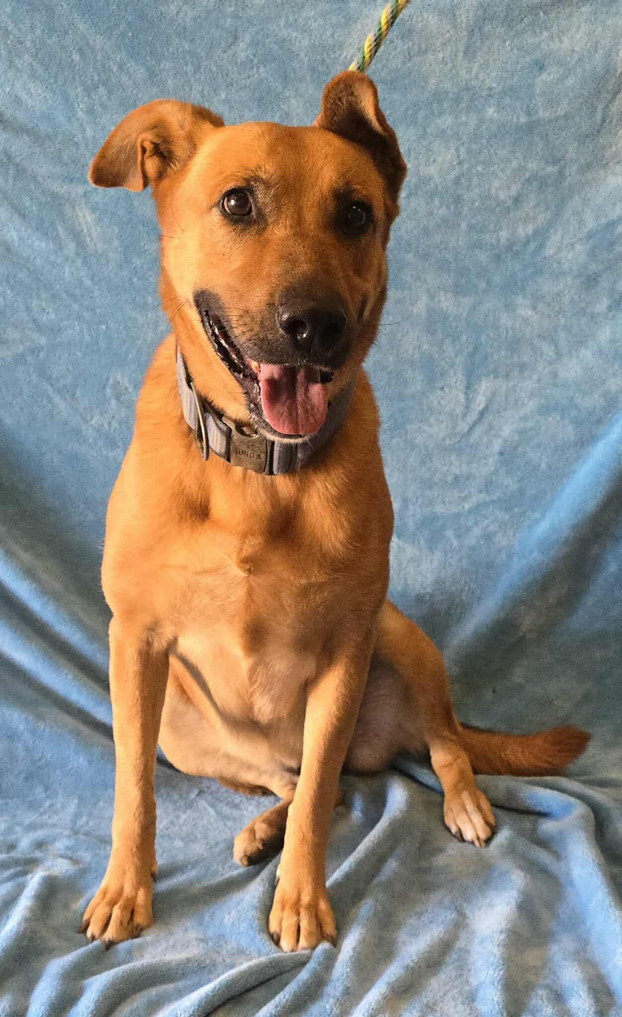 Enlarge Tundra, a Adoptable mixed breed in Newport, TN image 2/6