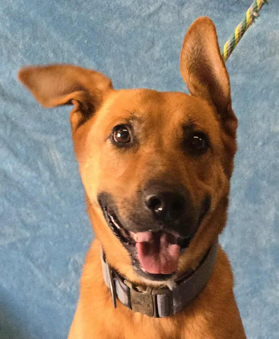 Enlarge Tundra, a Adoptable mixed breed in Newport, TN image 4/6