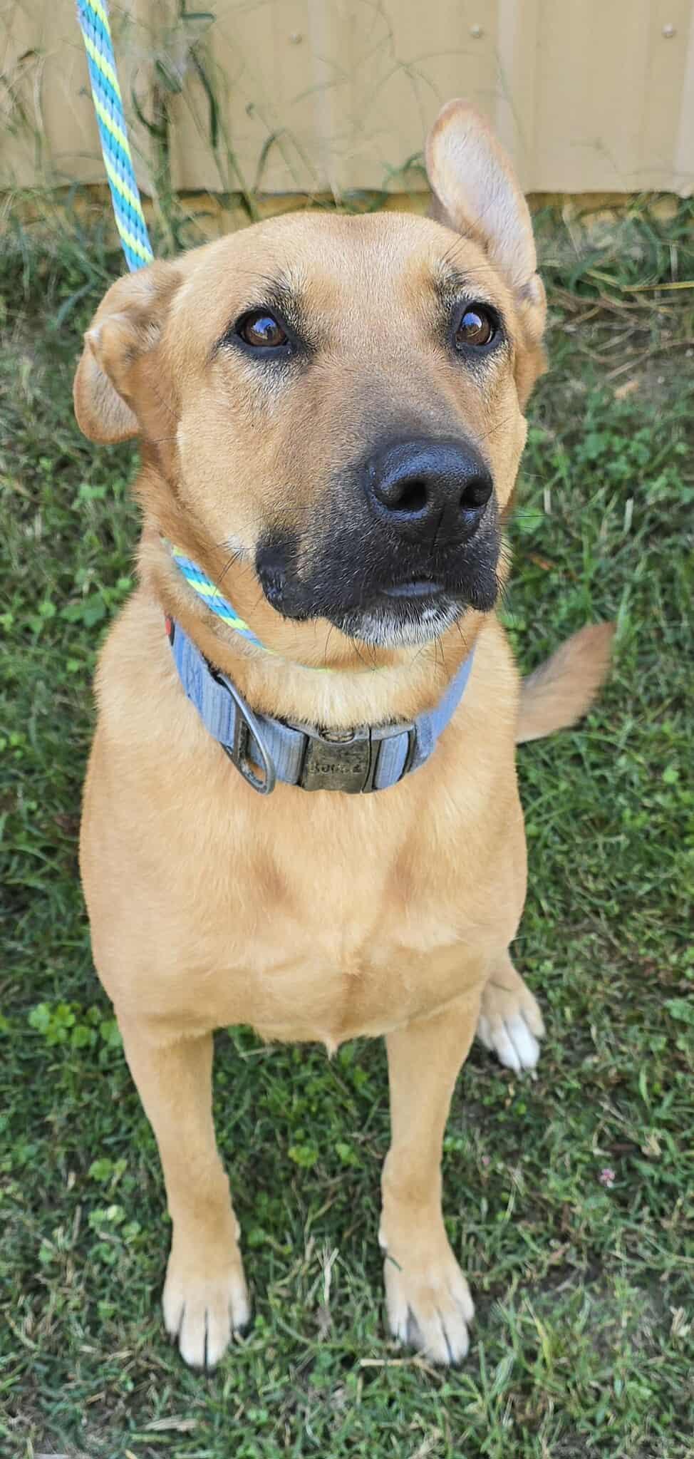 Enlarge Tundra, a Adoptable mixed breed in Newport, TN image 5/6