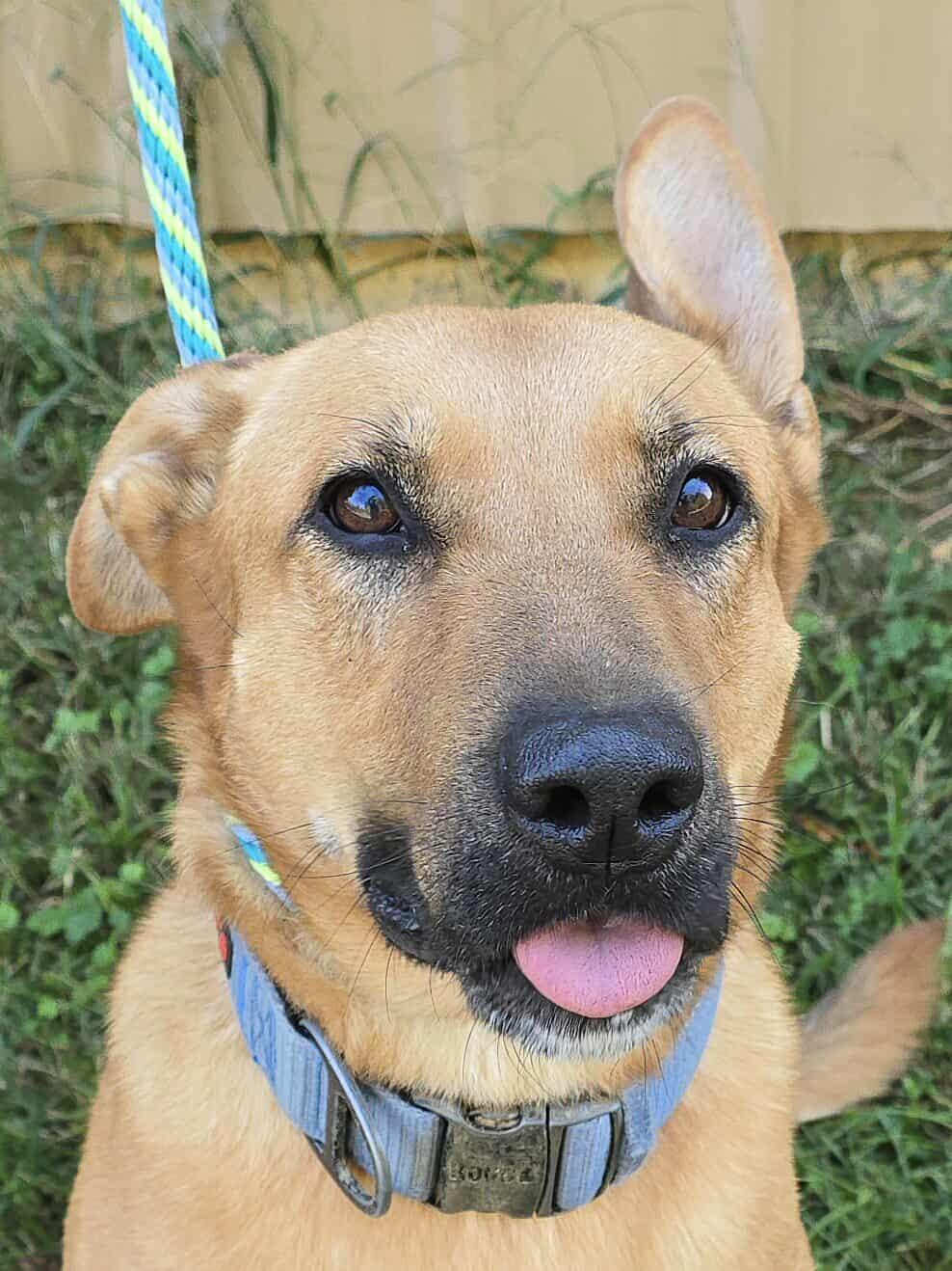 Enlarge Tundra, a Adoptable mixed breed in Newport, TN image 6/6