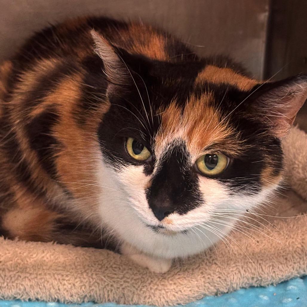 Odell 73C26, Adoptable, Adult Female Domestic Short Hair.