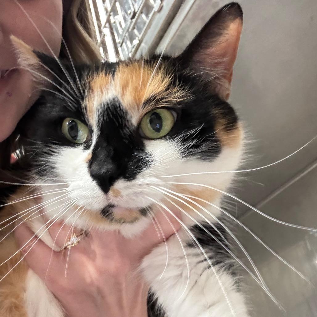 Enlarge Odell 73C26, a Adoptable Domestic Short Hair in Napoleon, OH image 2/6