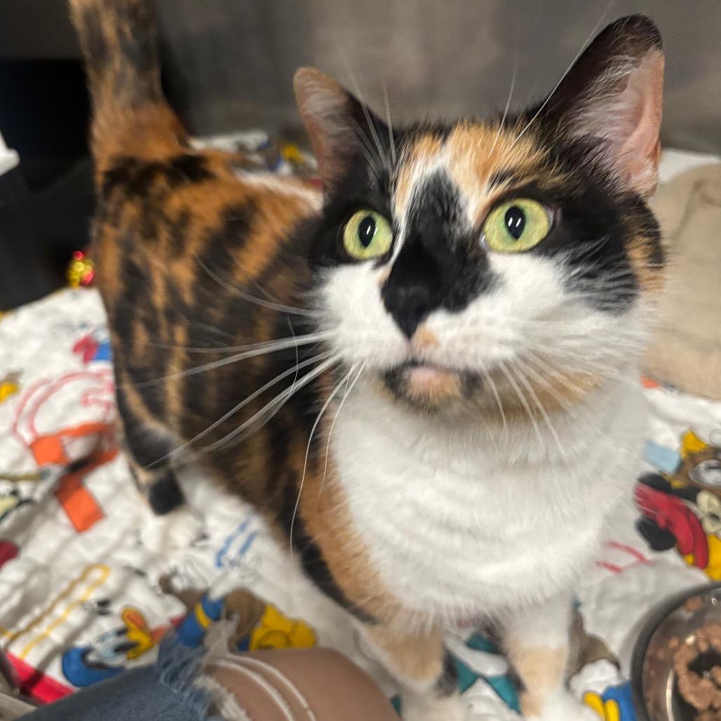 Enlarge Odell 73C26, a Adoptable Domestic Short Hair in Napoleon, OH image 3/6