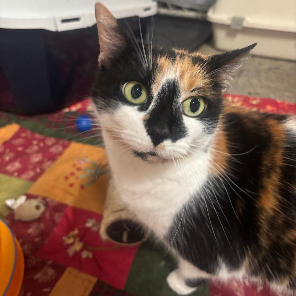 Enlarge Odell 73C26, a Adoptable Domestic Short Hair in Napoleon, OH image 4/6