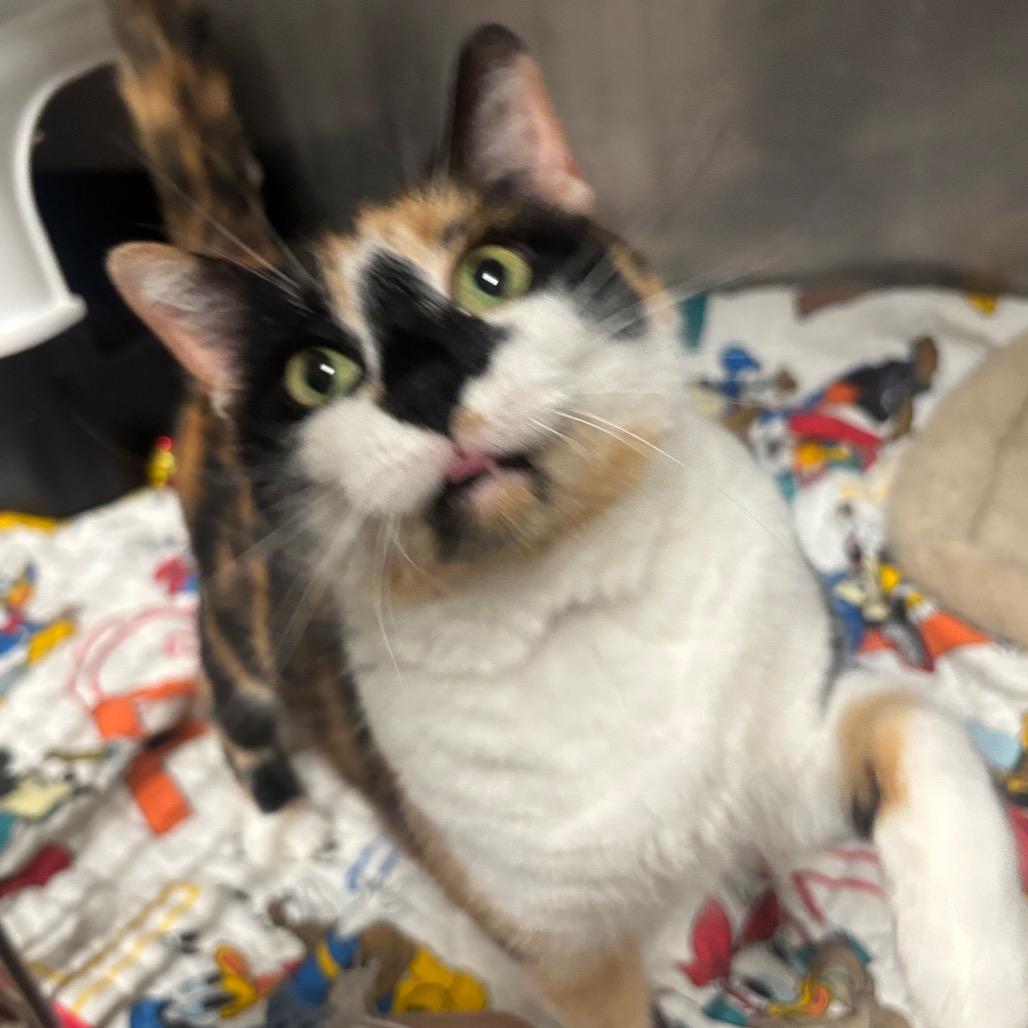 Enlarge Odell 73C26, a Adoptable Domestic Short Hair in Napoleon, OH image 5/6