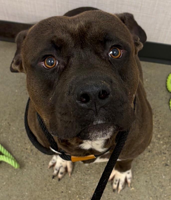Enlarge Hoss, a Adoptable mixed breed in Greenfield, IN image 2/4