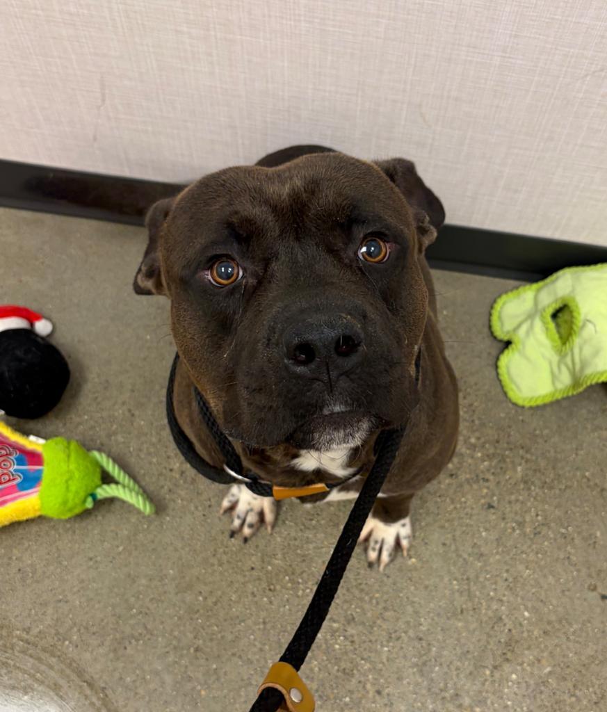 Enlarge Hoss, a Adoptable mixed breed in Greenfield, IN image 3/4