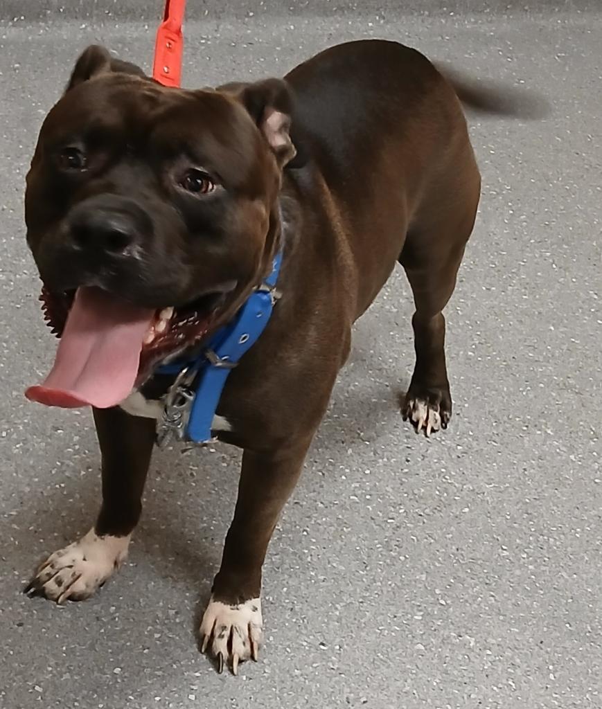 Enlarge Hoss, a Adoptable mixed breed in Greenfield, IN image 4/4