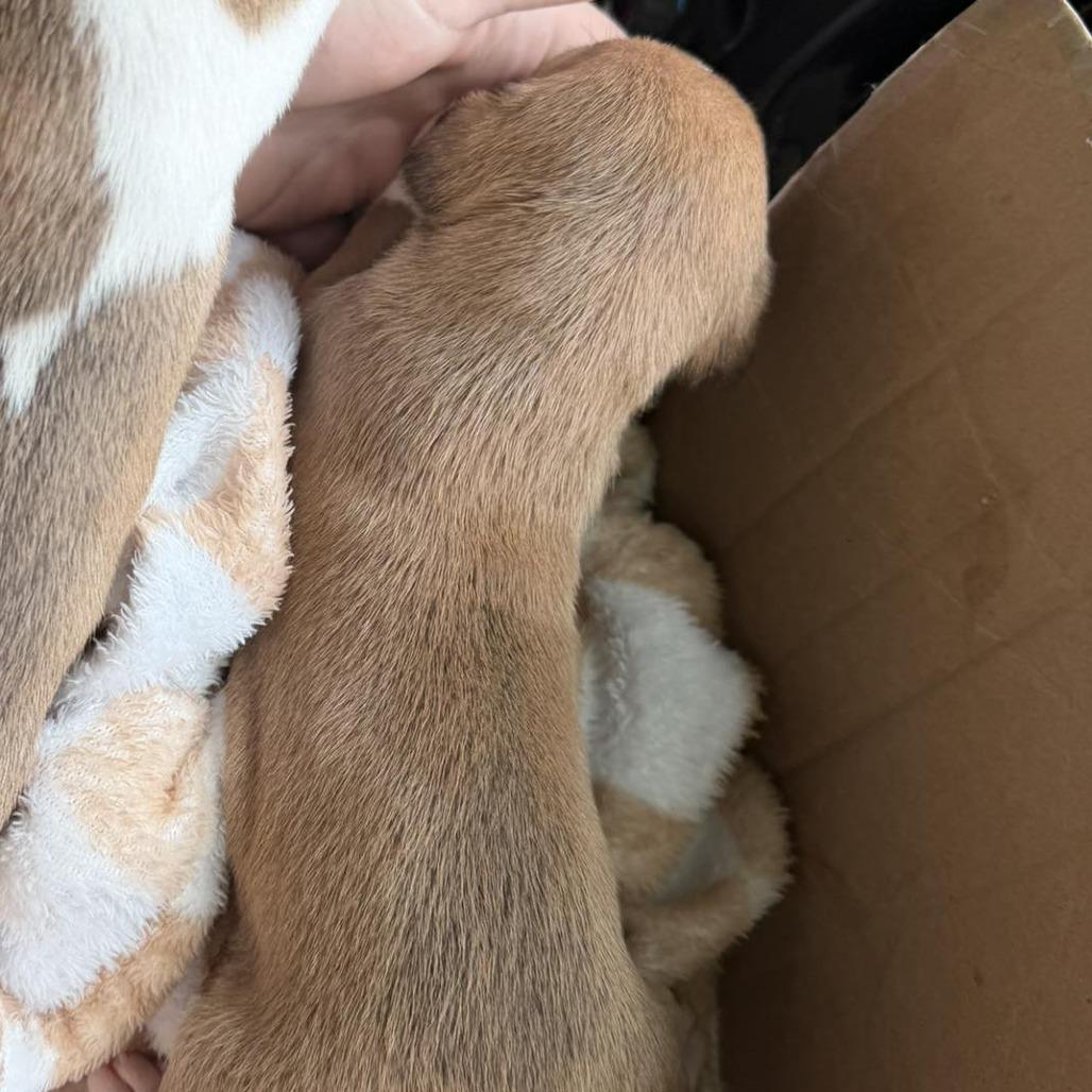 Hansel, Adoptable, Puppy Male Mixed Breed.