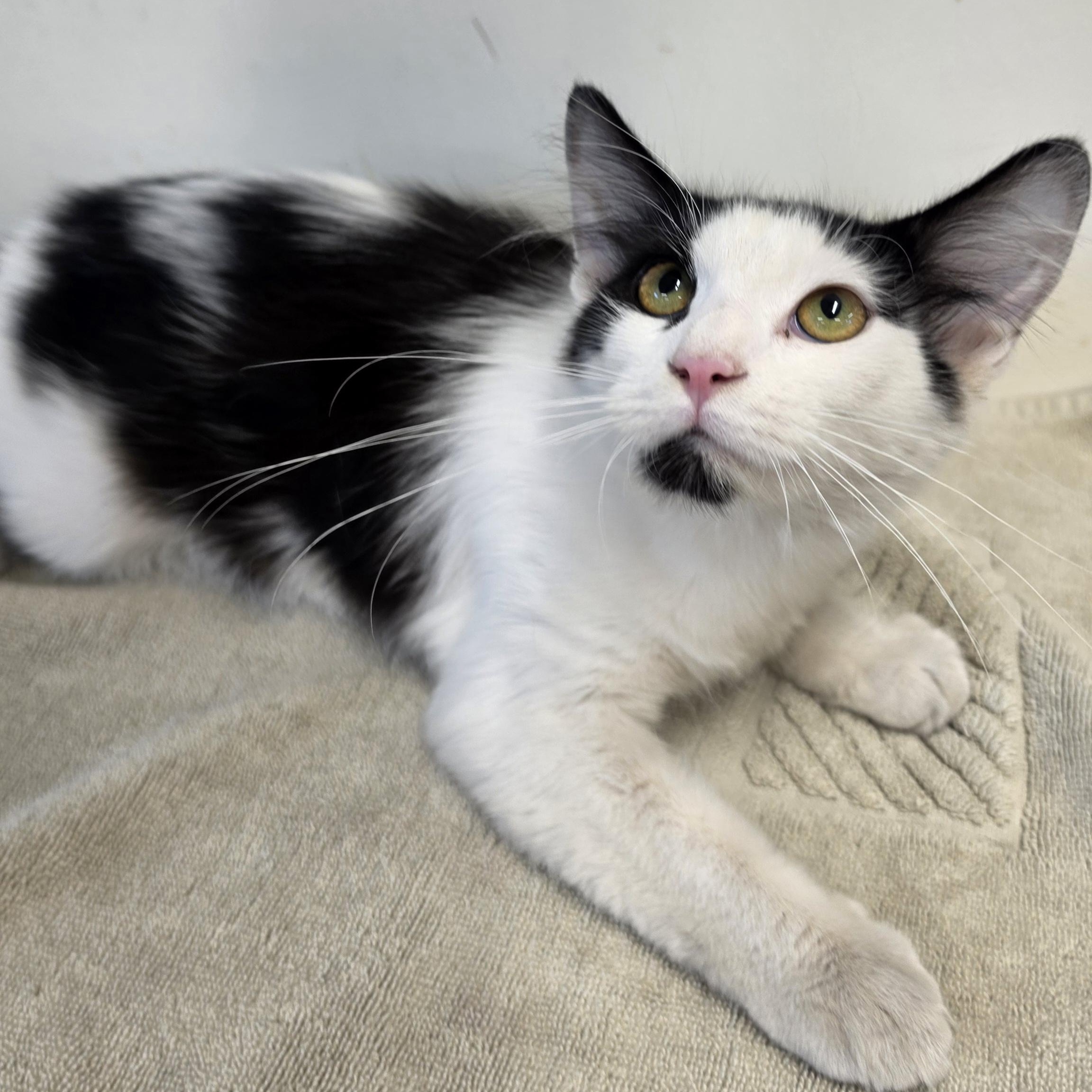 Cilla, Adopted, Kitten Female Domestic Short Hair.