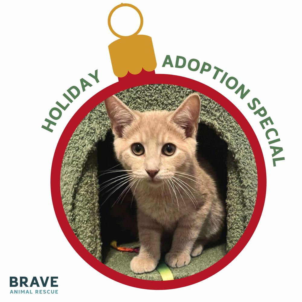 Casper, Adoptable, Kitten Male Domestic Short Hair.