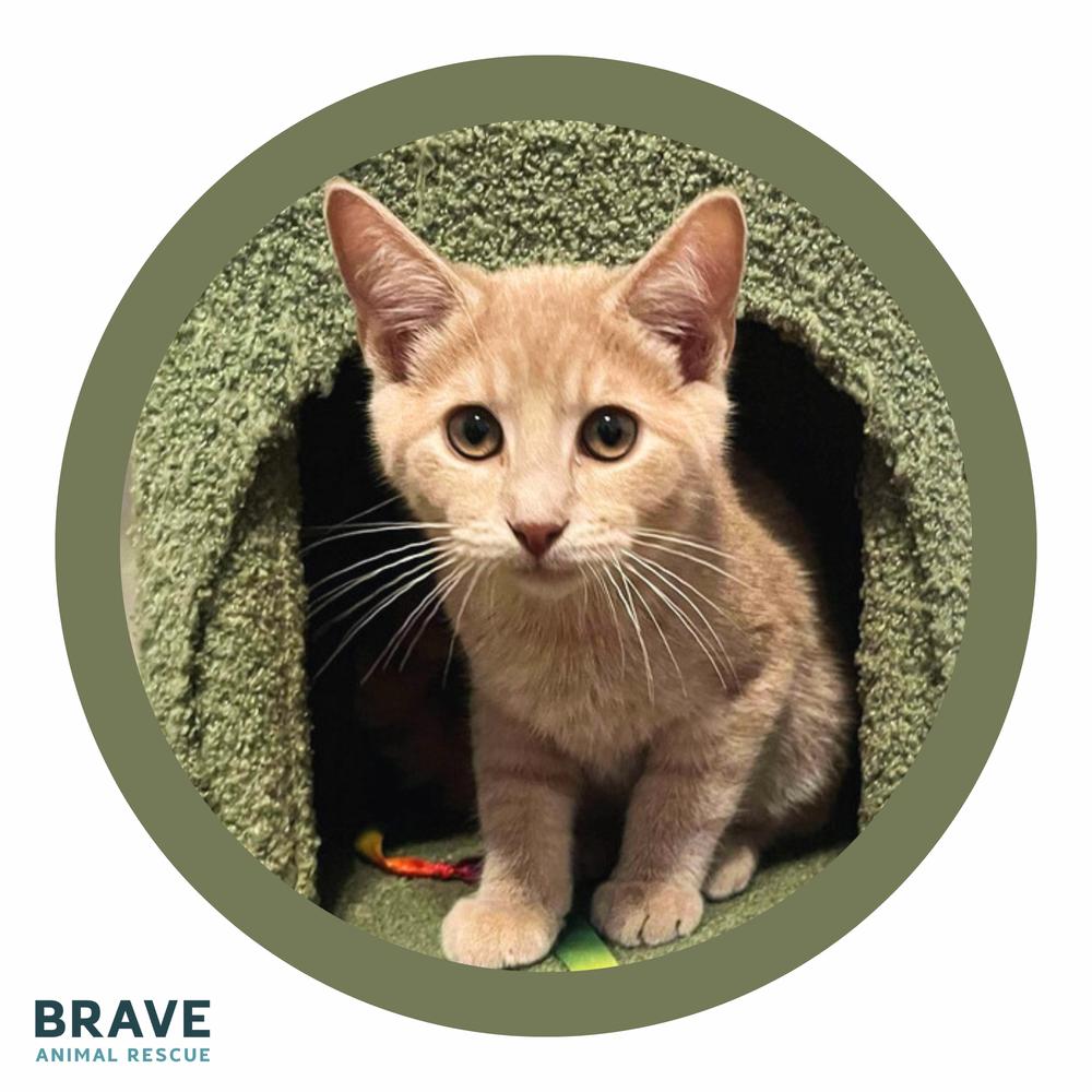 Casper, a Adoptable mixed breed in Lincoln, NE image 2/6