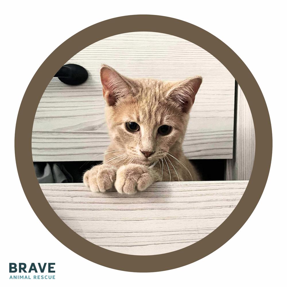 Casper, a Adoptable mixed breed in Lincoln, NE image 3/6