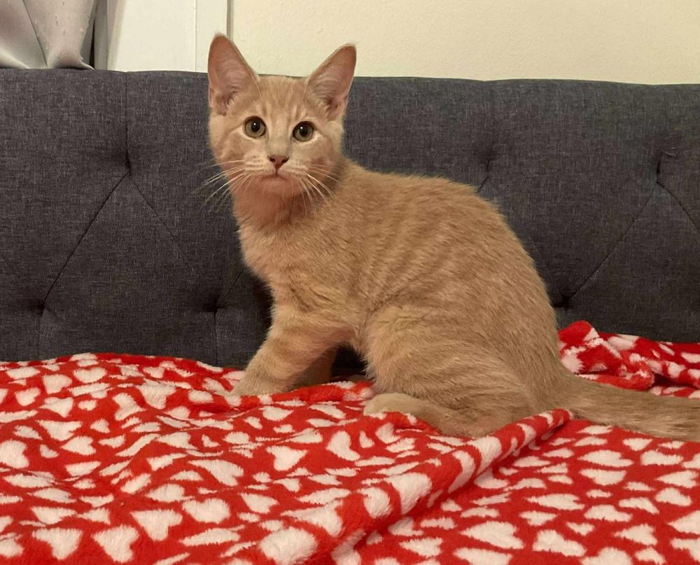 Casper, a Adoptable mixed breed in Lincoln, NE image 4/6