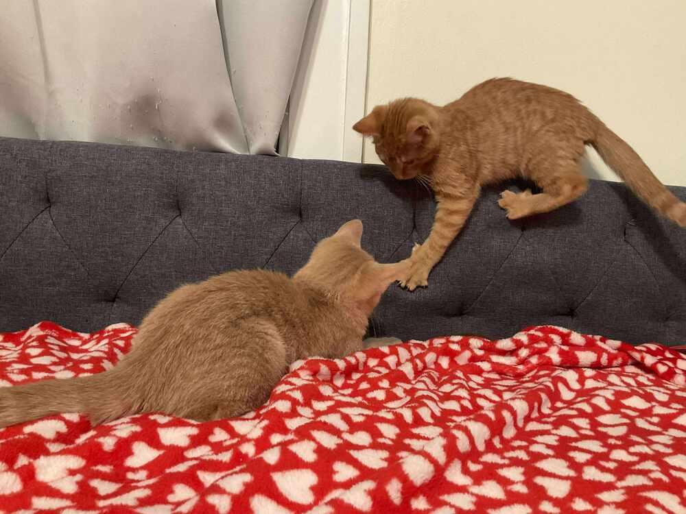 Casper, a Adoptable mixed breed in Lincoln, NE image 5/6