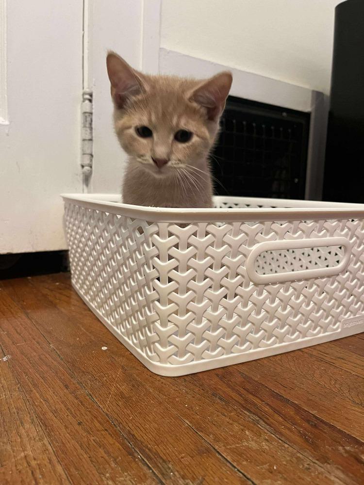 Casper, a Adoptable mixed breed in Lincoln, NE image 6/6