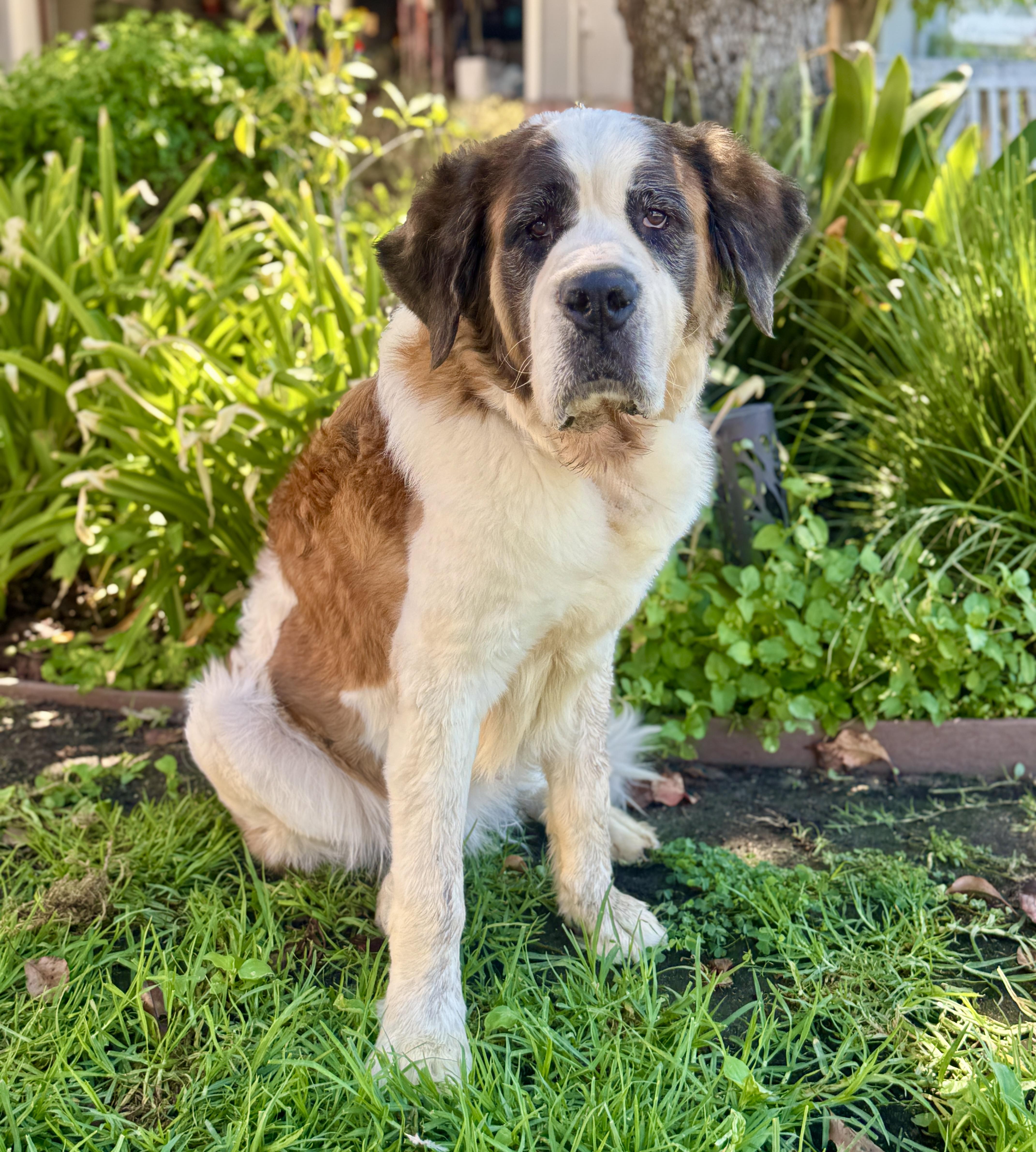 Enlarge Nellie, a Adoptable Saint Bernard in Van Nuys, CA image 2/3