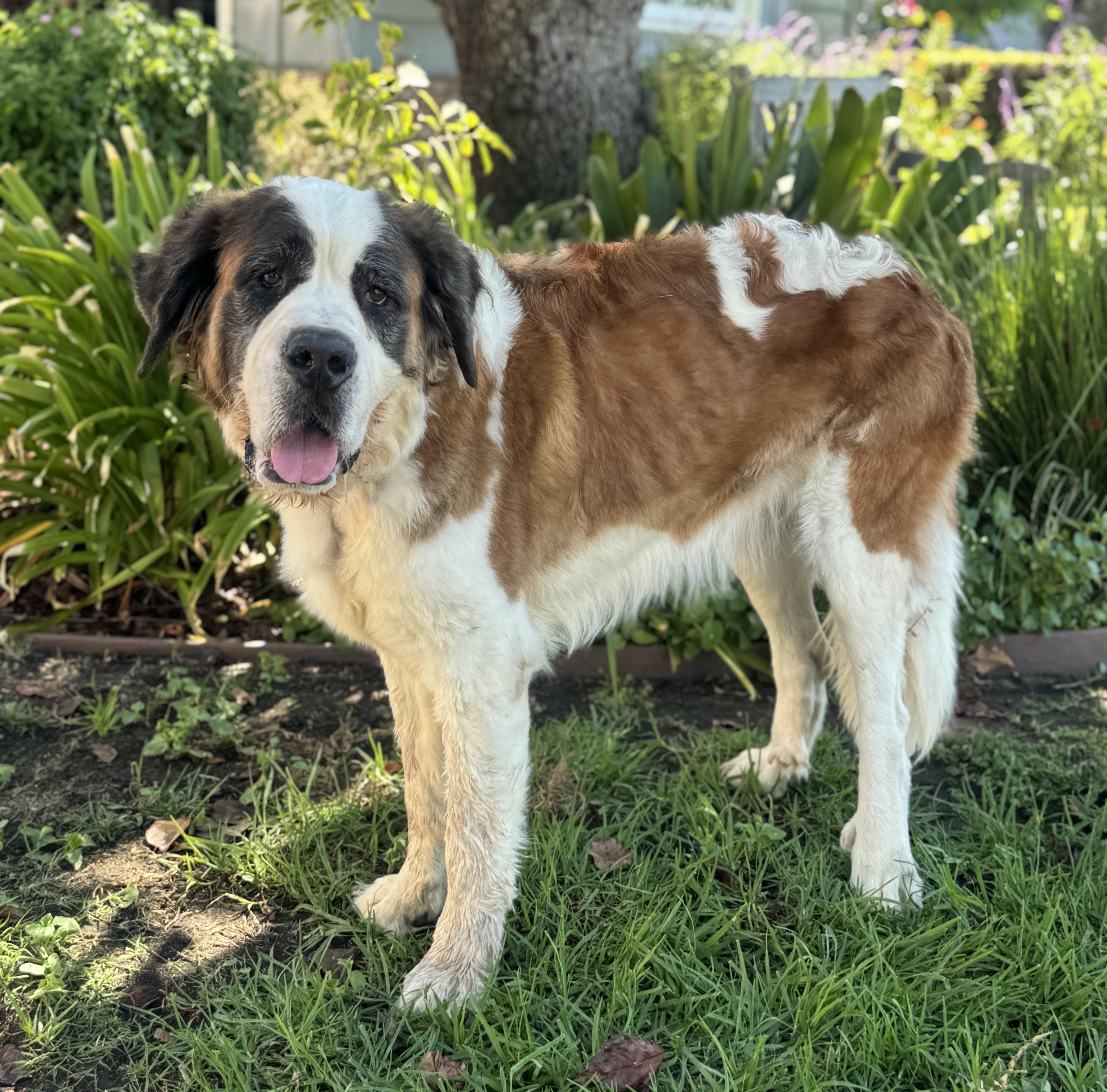 Enlarge Nellie, a Adoptable Saint Bernard in Van Nuys, CA image 3/3