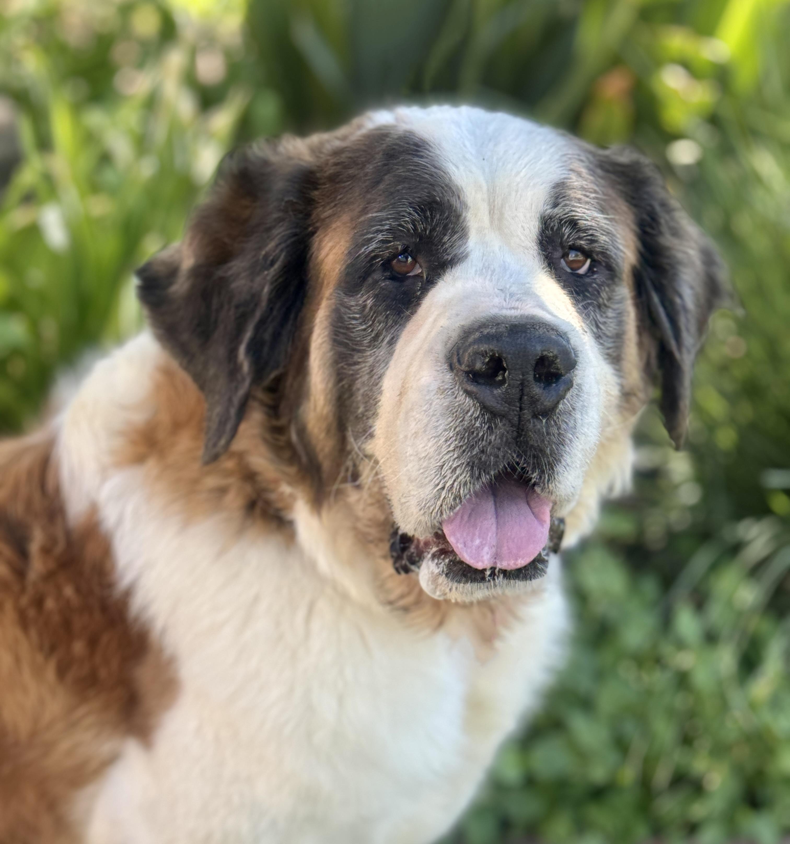 Nellie, Adoptable, Adult Female Saint Bernard.