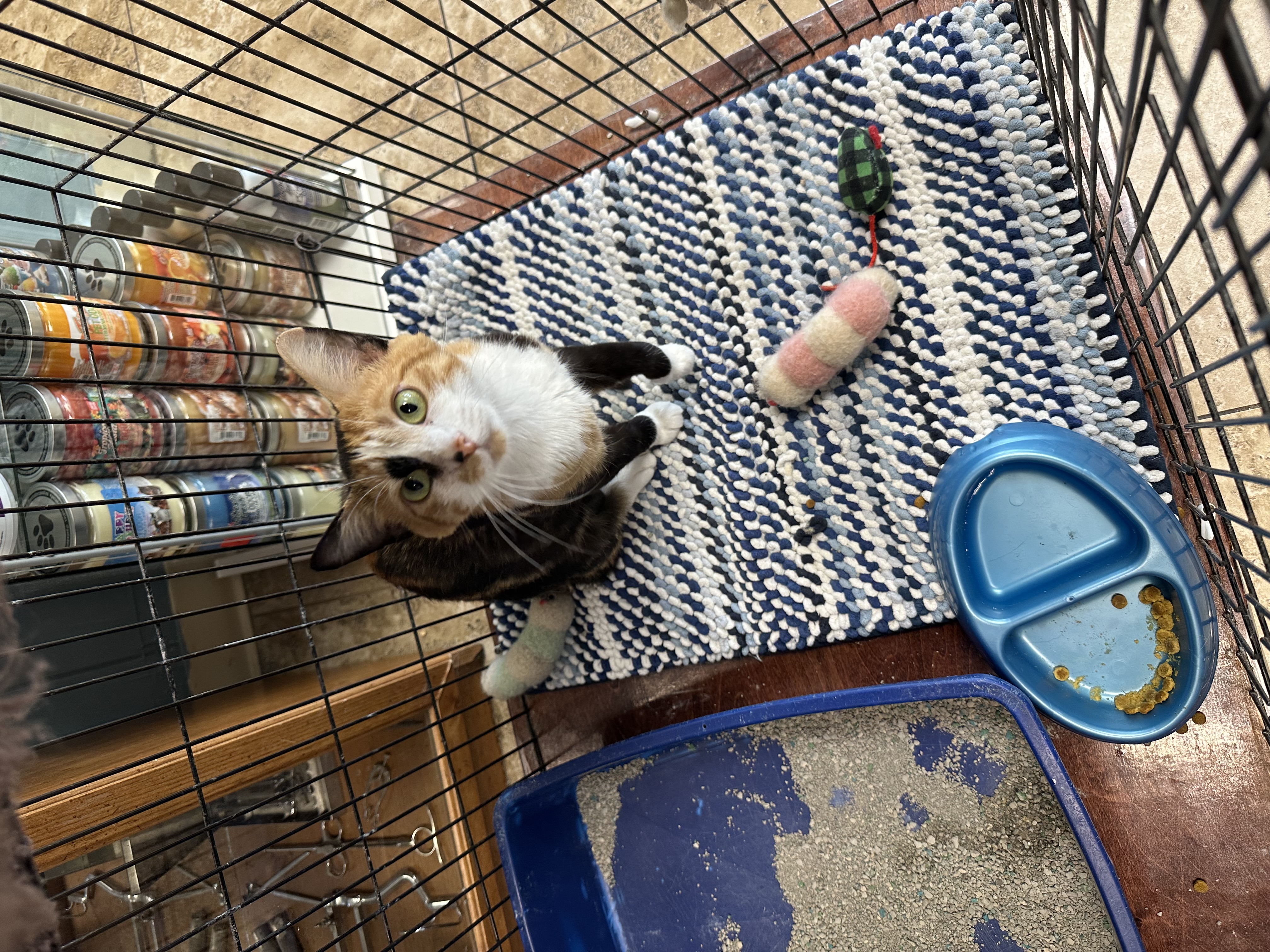 Rowan, Adopted, Young Female Calico.