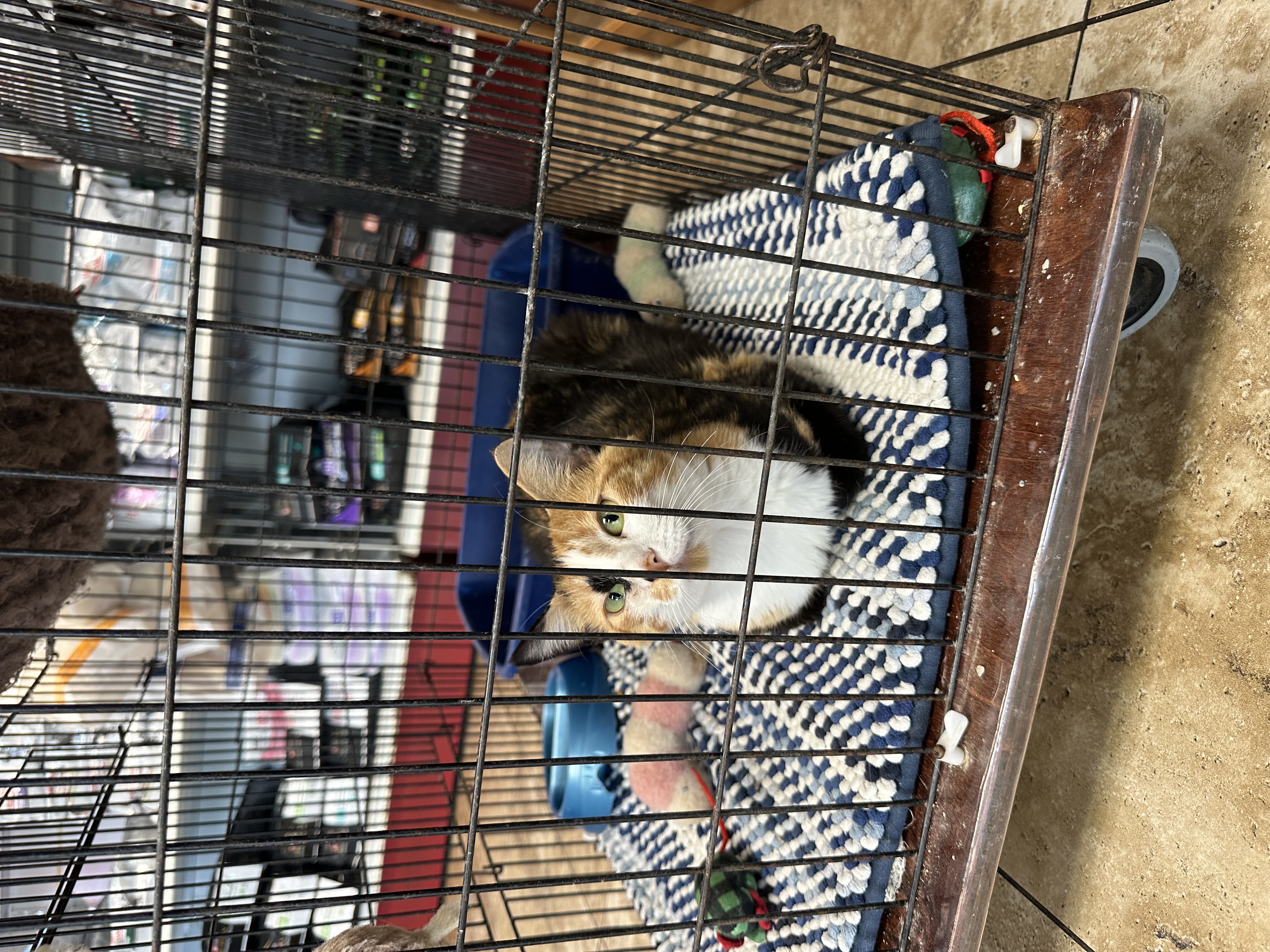 Enlarge Rowan, a Adopted Calico in Westwood, KS image 2/3